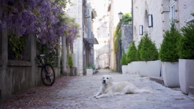 Köpek şehrin kaldırımında uzanıyor. Eski şehir merkezinin mimarisinin arka planında Golden Retriever. Evcil bir hayvanla yürüyorum