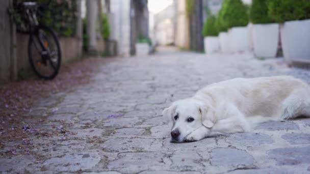 犬は街の舗装路に横たわっている ゴールデンレトリバー旧市街中心部の建築の背景にあります ペットと歩く — ストック動画