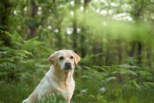 Portrét Plavovlasého Labradora Retrívra Lese Pes Pozadí Zeleně Domácí Mazlíček — Stock fotografie