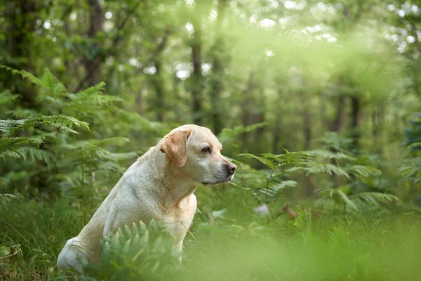 Πορτρέτο Ενός Ελαφιού Λαμπραντόρ Ριτρίβερ Στο Δάσος Σκύλος Φόντο Πρασίνου — Φωτογραφία Αρχείου