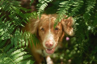 Köpek eğreltiotuna bakıyor. Ormanda Nova Scotia ördek avcısıyım. Doğada evcil hayvan, yeşillikte Toller.