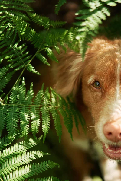 Σκύλος Κρυφοκοιτάζει Μια Φτέρη Νέα Σκωτία Πάπια Retriever Στο Δάσος — Φωτογραφία Αρχείου