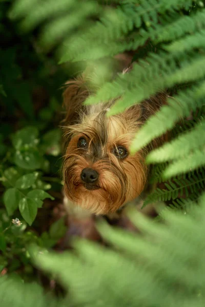 Σκύλος Κρυφοκοιτάζει Μια Πράσινη Φτέρη Γιορκσάιρ Τεριέ Στο Δάσος Μικρό — Φωτογραφία Αρχείου