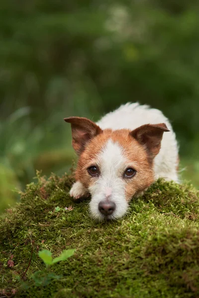 Hunden Lade Huvudet Mossan Söt Jack Russell Terrier Grön Natur — Stockfoto