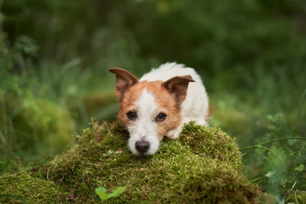 Cane Posò Testa Sul Muschio Carino Jack Russell Terrier Verde — Foto Stock