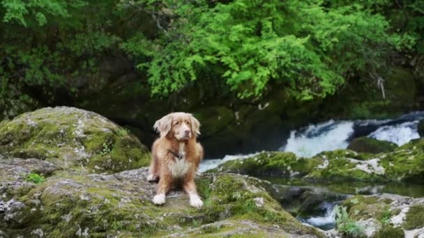 Cão Cachoeira Nova Scotia Duck Retriever Natureza Musgo — Vídeo de Stock