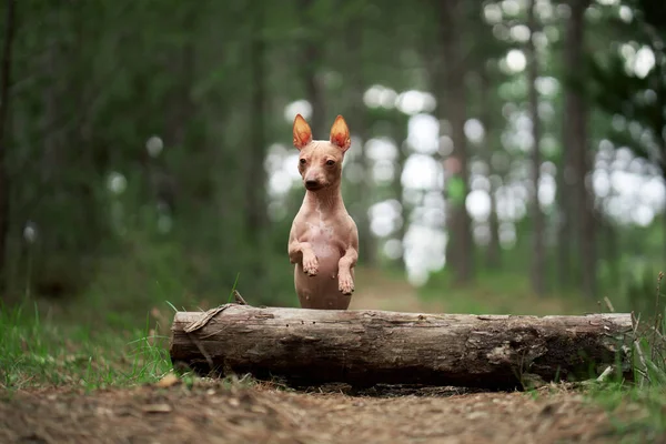 Hund Springt Vor Die Kamera Aktiver American Hairless Terrier Wald — Stockfoto