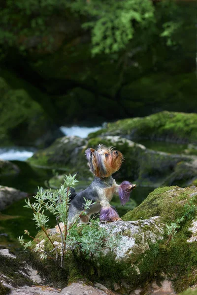dog on the moss near the waterfall. Cute yorkshire terrier in nature