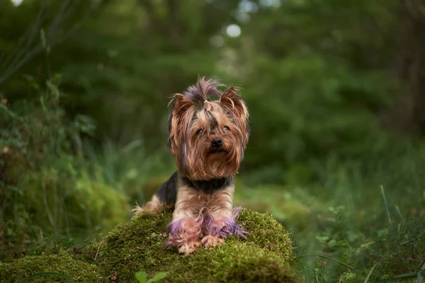 Pies Mchu Zielonym Lesie Cute Yorkshire Terrier Naturze — Zdjęcie stockowe