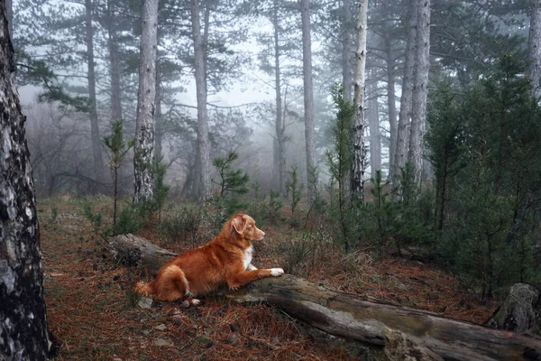 Κόκκινο Σκυλί Ένα Ομιχλώδες Δάσος Νέα Σκωτία Πάπια Tolling Retriever — Φωτογραφία Αρχείου