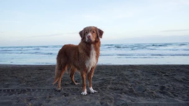 Anjing Basah Merah Laut Nova Scotia Retriever Dekat Dengan Air — Stok Video