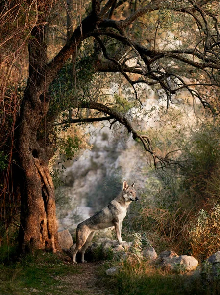 捷克斯洛伐克狼狗在橄榄树里一只漂亮的狗 看起来像大自然中的狼 在树林里的宠物 — 图库照片
