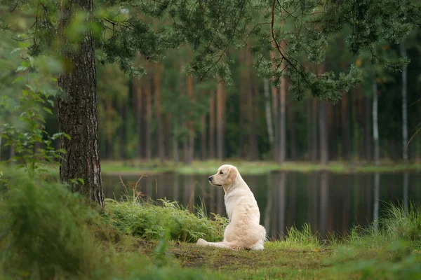 Pes Jezera Zeleném Lese Zlatý Retrívr Přírodě — Stock fotografie