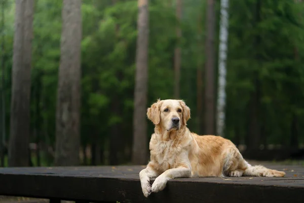 Σκύλος Στη Λίμνη Στο Πράσινο Δάσος Golden Retriever Στη Φύση — Φωτογραφία Αρχείου