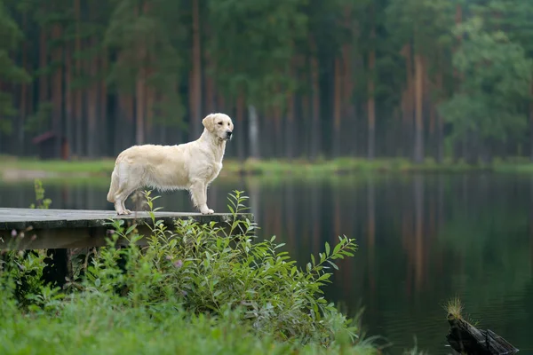 在绿林湖边的狗 大自然中的黄金回收 — 图库照片