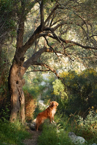 Pies Przy Starym Drzewie Oliwnym Nova Scotia Kaczka Tolling Retriever — Zdjęcie stockowe
