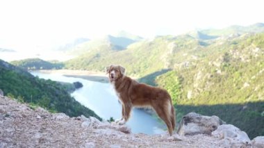 Köpek körfezdeki dağlarda ve nehire bakıyor. Nova Scotia ördek avcısıyım. Evcil bir hayvanla yürüyüş.