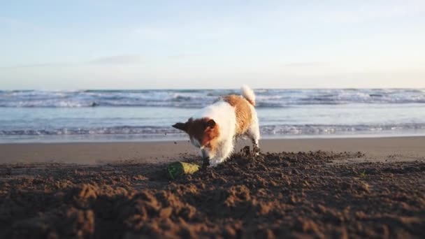 Собака Копає Пісок Пляжі Кумедна Домашня Тварина Природі Активний Смішний — стокове відео