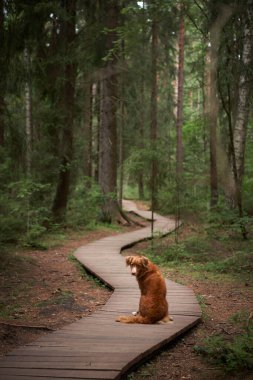 Ormanda tahta bir patikadaki köpek. Nova Scotia Duck Tolling Retriever oturur ve geri döner. Yeşil ağaçtaki kırmızı hayvan.