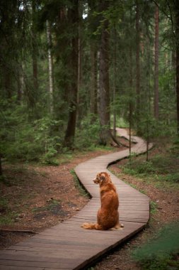 Ormanda tahta bir patikadaki köpek. Nova Scotia Duck Tolling Retriever oturur ve geri döner. Yeşil ağaçtaki kırmızı hayvan.