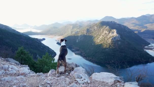 Pies Stoi Górach Zatoce Patrzy Rzekę Pet Przyrodzie Podróży Wędrówki — Wideo stockowe