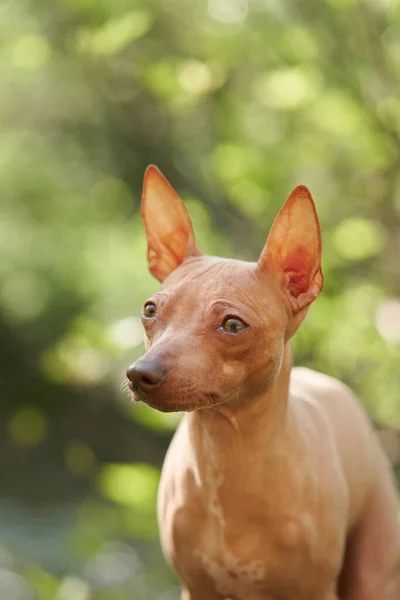 Portrait American Hairless Terrier Bokeh Background Small Dog Nature Close — Stock Photo, Image