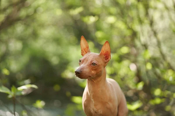 Πορτραίτο Ενός Αμερικανικού Άτριχου Τεριέ Φόντο Bokeh Μικρός Σκύλος Στη — Φωτογραφία Αρχείου