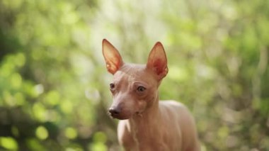 Bokeh arka planında bir Amerikan Kılsız Teriyeri portresi. Doğadaki küçük köpek, evcil hayvan.