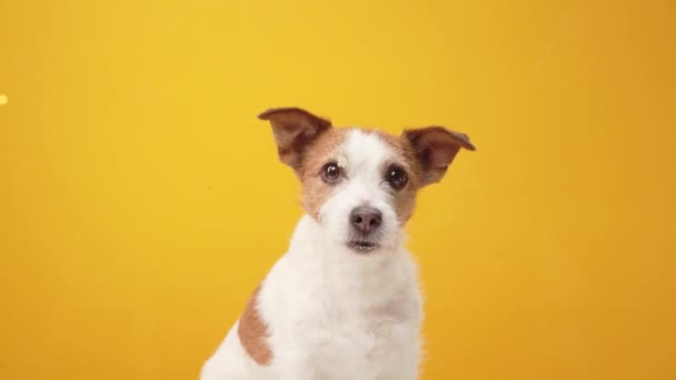 Cão Fundo Amarelo Engraçado Jack Russell Terrier Pet Dentro Casa — Vídeo de Stock