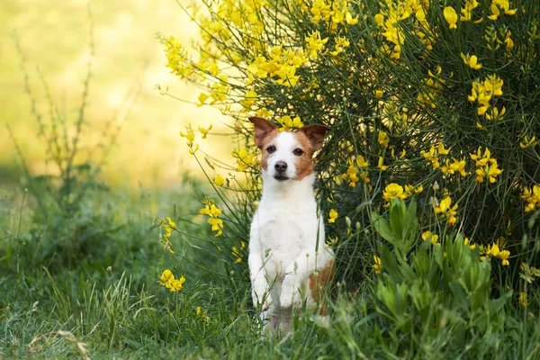 Perro Colores Amarillos Humor Verano Gato Divertido Alegre Russell Terrier — Foto de Stock