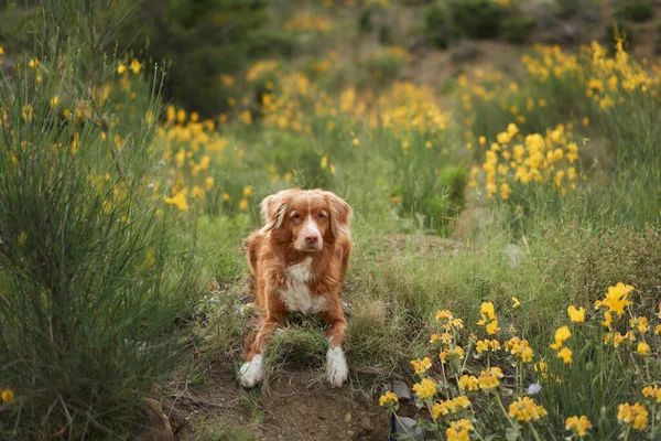 Cão Flores Silvestres Contra Pano Fundo Das Montanhas Humor Verão — Fotografia de Stock