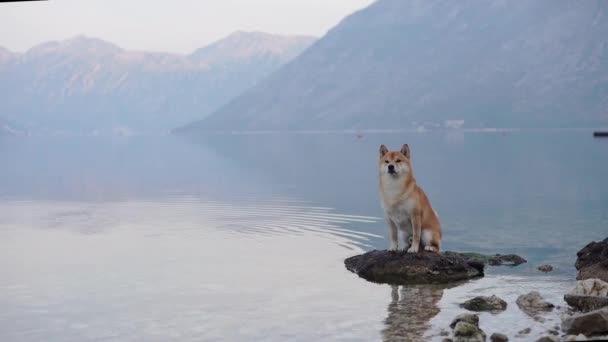 大海里的狗坐在水里的石头上 石坝因努在自然界中的背景是高山 宠物在度假 — 图库视频影像