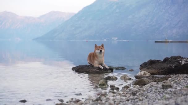Hond Zee Zit Een Steen Het Water Shiba Inu Natuur — Stockvideo