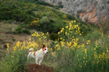 Sarı çiçekli köpek. Yaz havası. Komik ve neşeli Jack Russell Teriyer çiçekleri içinde