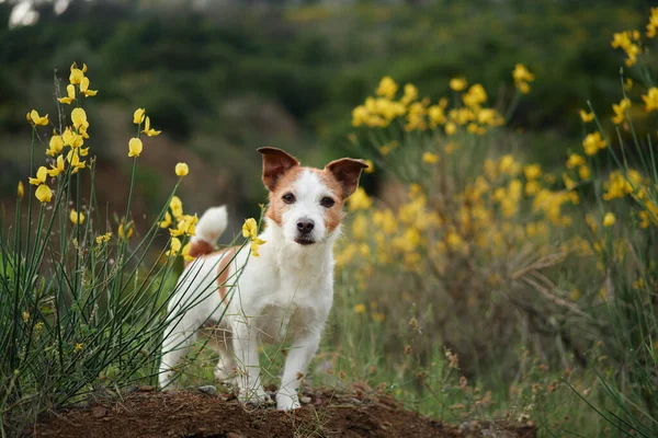 Pies Żółtych Dzikich Kwiatach Letni Nastrój Zabawny Wesoły Jack Russell — Zdjęcie stockowe