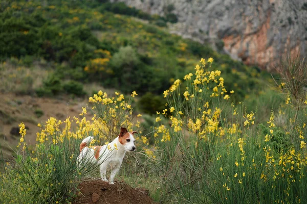 Perro Flores Silvestres Amarillas Humor Verano Gato Divertido Alegre Russell —  Fotos de Stock