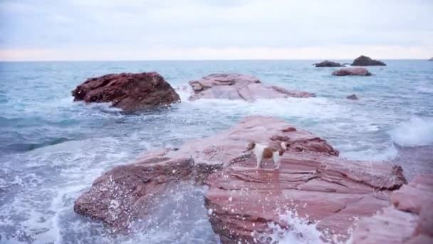 海の石の上に犬 ジャック ラッセル テリアは波をキャッチし 水で遊ぶ 休暇中のペット — ストック動画