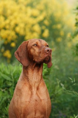 Sarı çiçekli bir köpek. Doğada bir Macar vizsla 'sının portresi. Evcil hayvan. 