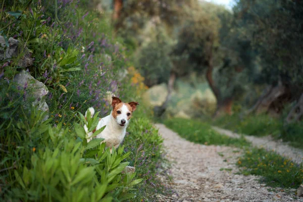 Szczęśliwy Pies Dzikich Kwiatach Letni Nastrój Zabawny Wesoły Jack Russell — Zdjęcie stockowe