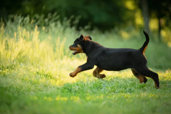 Ένα Κουτάβι Στο Γρασίδι Στο Πάρκο Χαριτωμένο Σκυλί Rottweiler Στη — Φωτογραφία Αρχείου