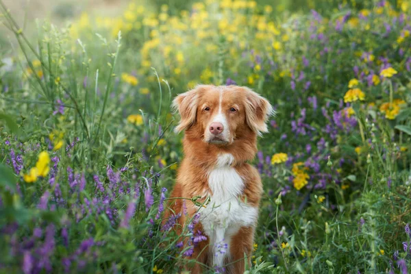 野花丛中的狗 夏天的心情新斯科舍省的鸭群在花朵中觅食 户外宠物 — 图库照片