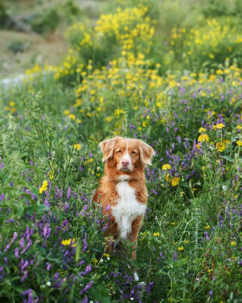 Cão Flores Silvestres Humor Verão Nova Escócia Pato Tolling Retriever — Fotografia de Stock