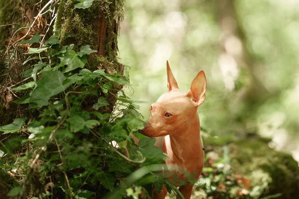 Portret Amerykańskiego Terriera Bez Włosów Tle Bokeh Mały Piesek Naturze — Zdjęcie stockowe