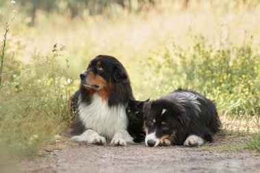 Köpekler ve siyah bir kedi bir kütüğün üzerinde uzanıp iletişim kurarlar. Doğada üç renkli Avustralya çoban köpeği. Mutlu hayvanlar.