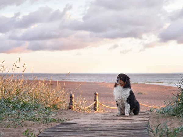 stock image dog on a wooden path on the beach. Australian Shepherd at sunrise near the water