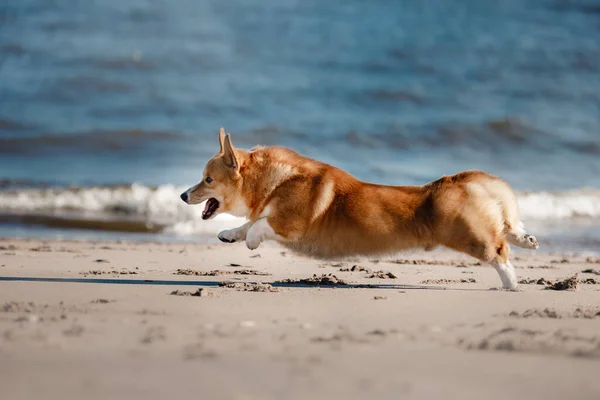 Dog Runs Beach Cheerful Pembroke Corgi Sea Traveling Pet — Stock Photo, Image