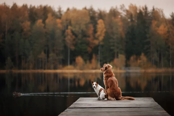 Dwa Psy Drewnianym Moście Nad Jeziorem Romantyczny Nastrój Jack Russell — Zdjęcie stockowe