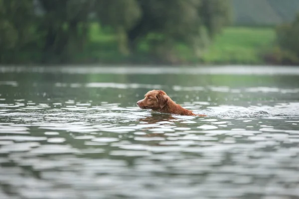 Собака Плавает Озере Счастливое Животное Природе Новый Шотландский Утиный Ретривер — стоковое фото