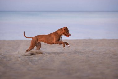 Pitbull terrier köpeği gün batımında sahil boyunca koşar. evcil hayvan kumsalda oynar