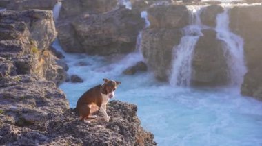 Şelaledeki köpek. Sudaki kayanın üzerindeki evcil hayvan